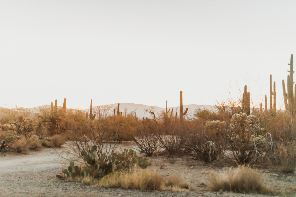 Wide landscape shot of Sabino Canyon with desert flora in foreground
