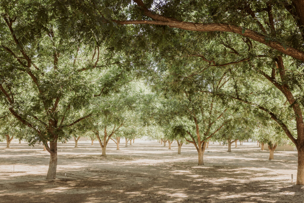 Lee's Pecan Farm Willcox wedding photographer orchard with pecan trees